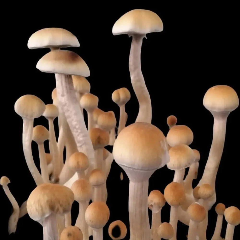 Natal Mushroom Mycotopia