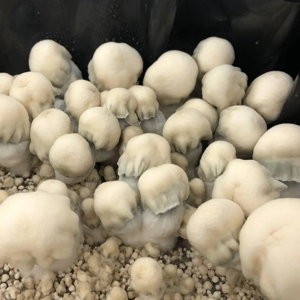 Shakti Uncut Mushroom. Mycotopia