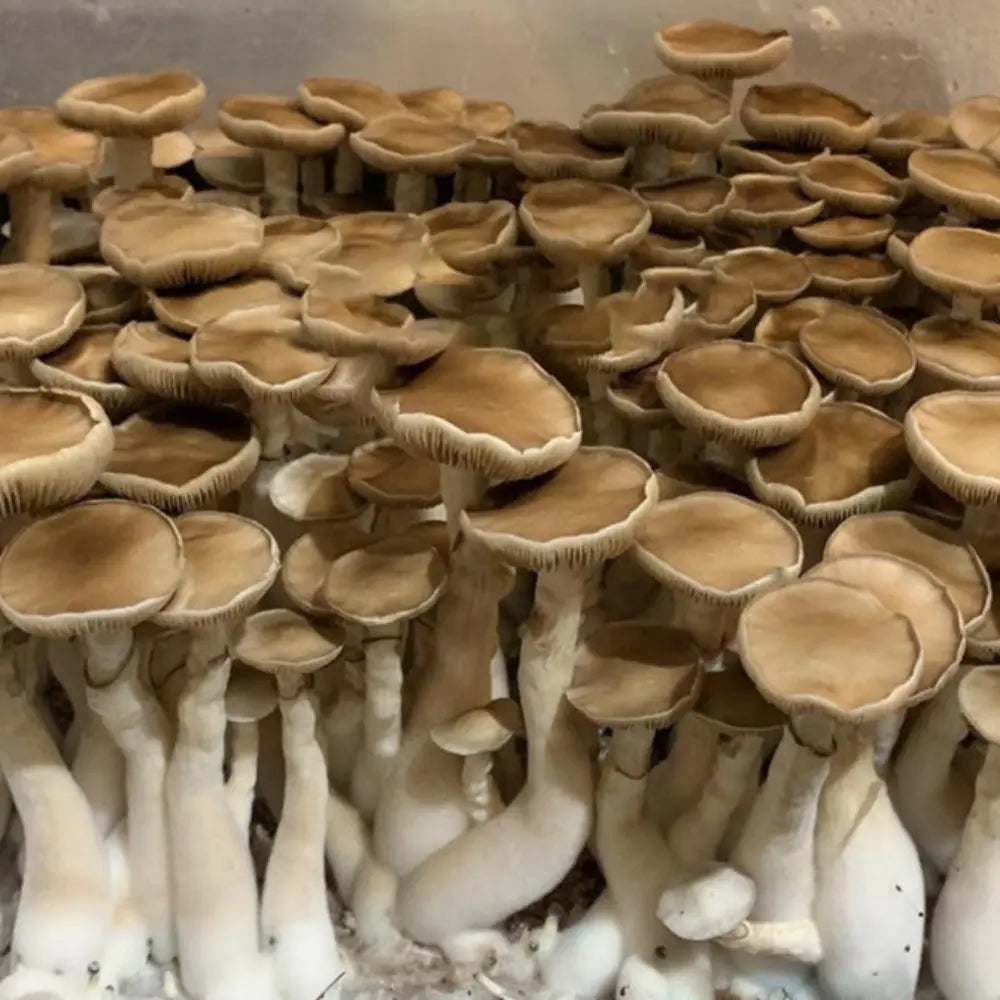 Melmak Revert x APE Mushroom Mycotopia