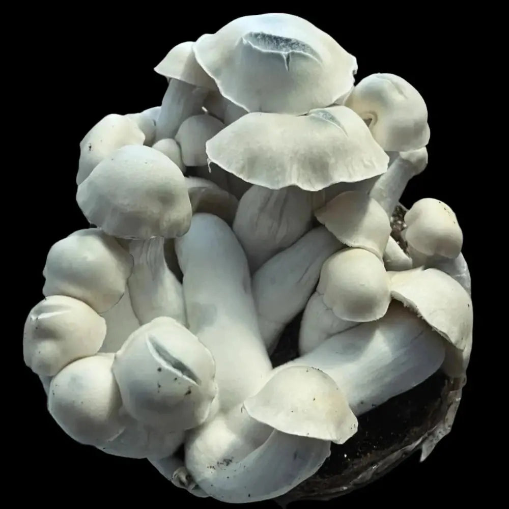 Iceberg 337 Mushroom. Mycotopia