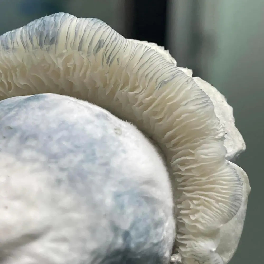 Iceberg 337 Mushroom. Mycotopia