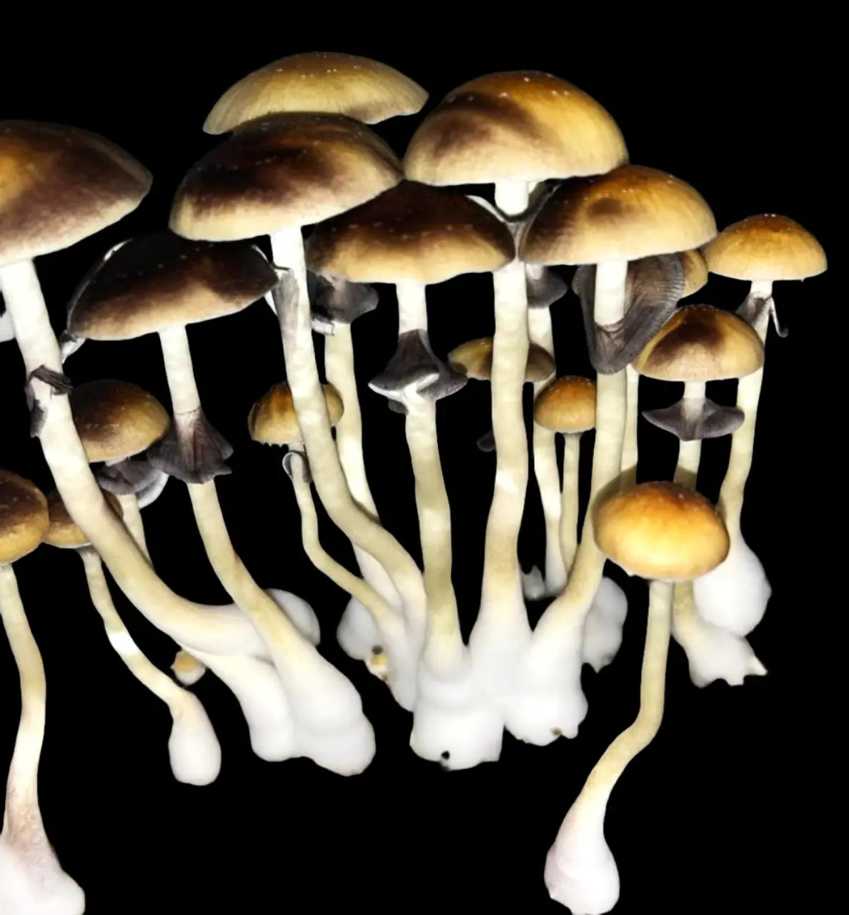 Jedi Mind F*ck Mushroom. Mycotopia