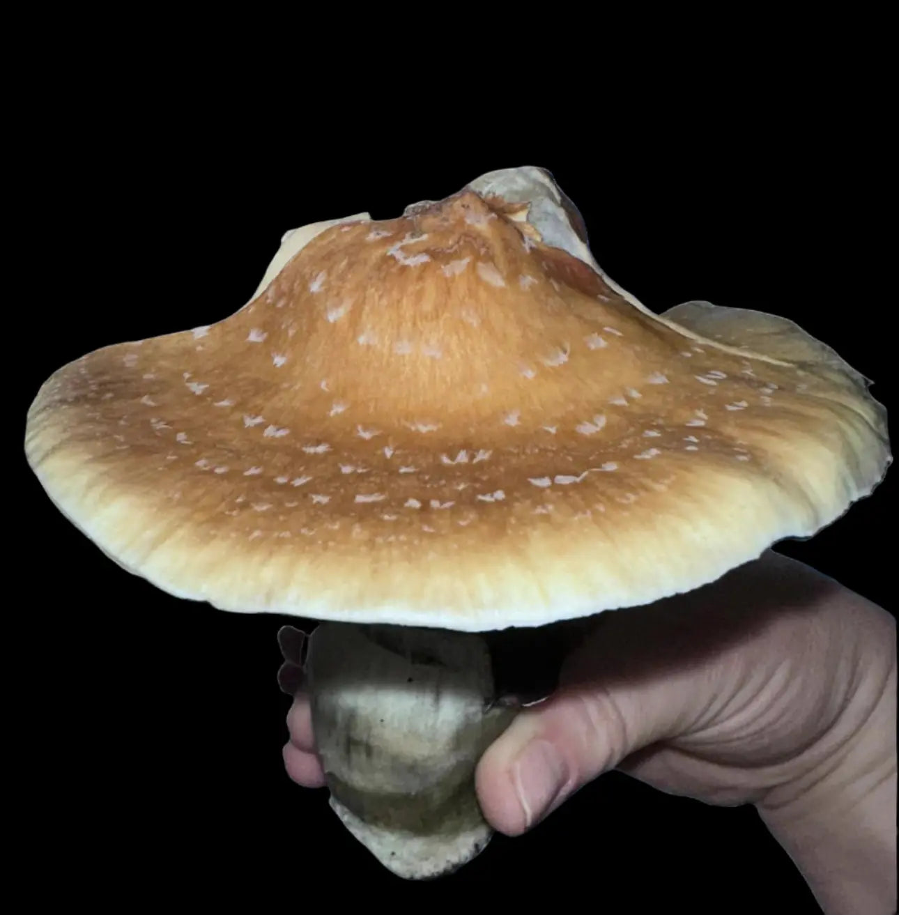 Jedi Mind F*ck Mushroom. Mycotopia
