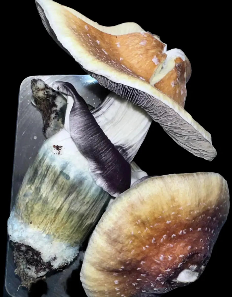 Jedi Mind F*ck Mushroom. Mycotopia