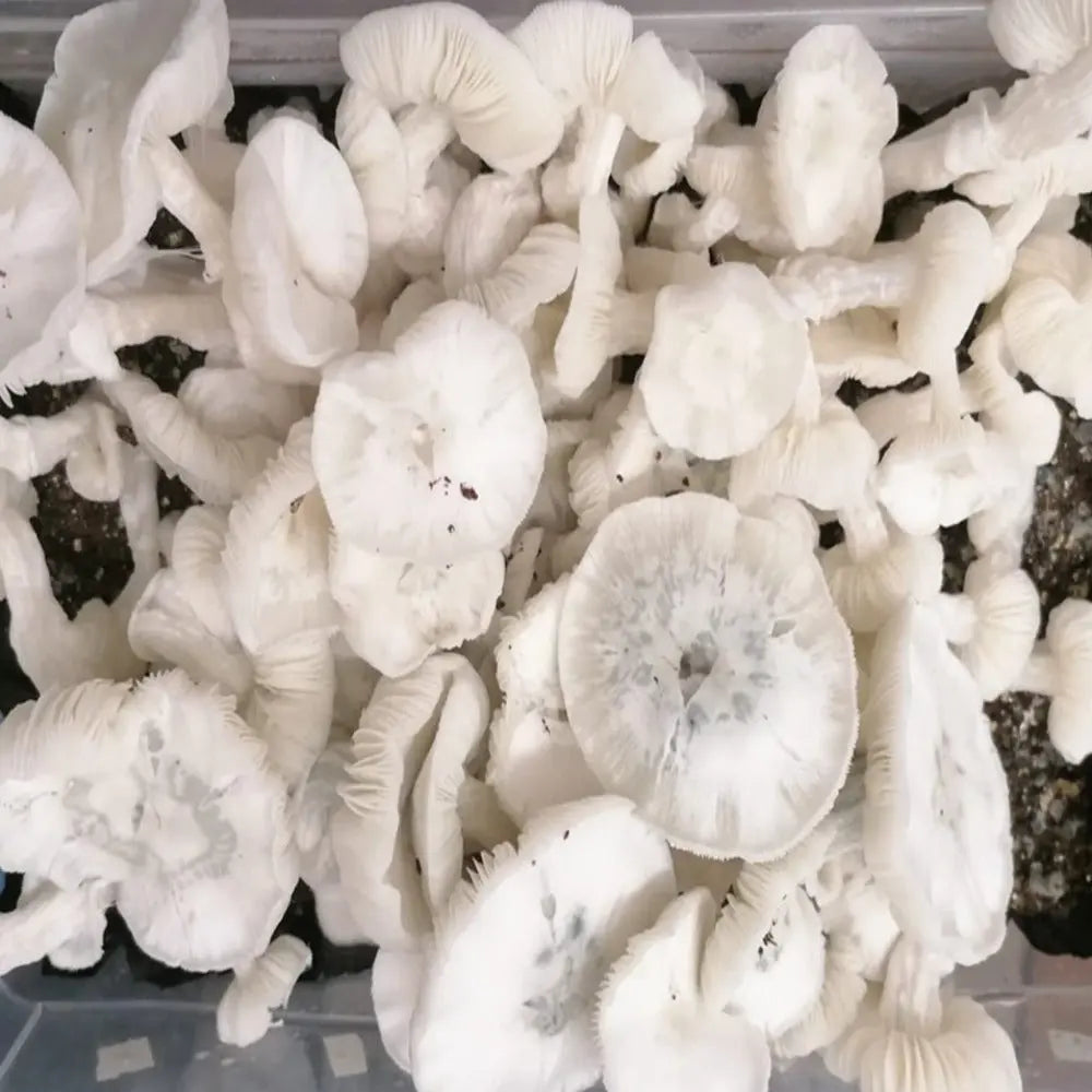 Jack Crackle Mushroom. Mycotopia