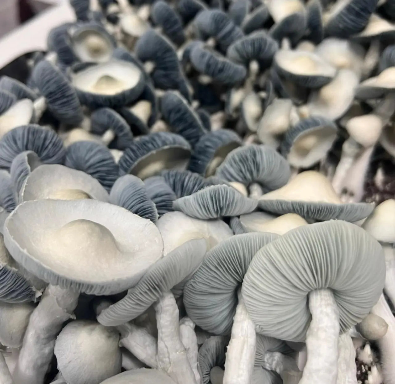 Jack Frost Mushroom. Mycotopia