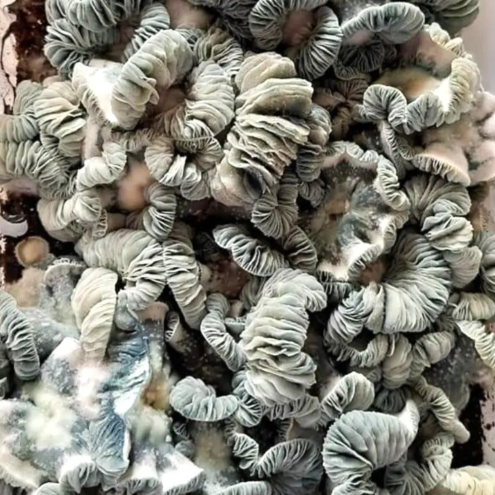 Jack Frost Mushroom. Mycotopia