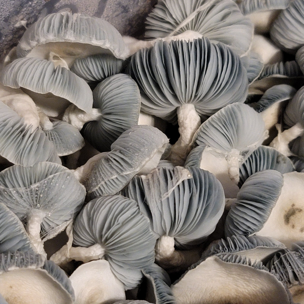 Jack Frost Mushroom. Mycotopia