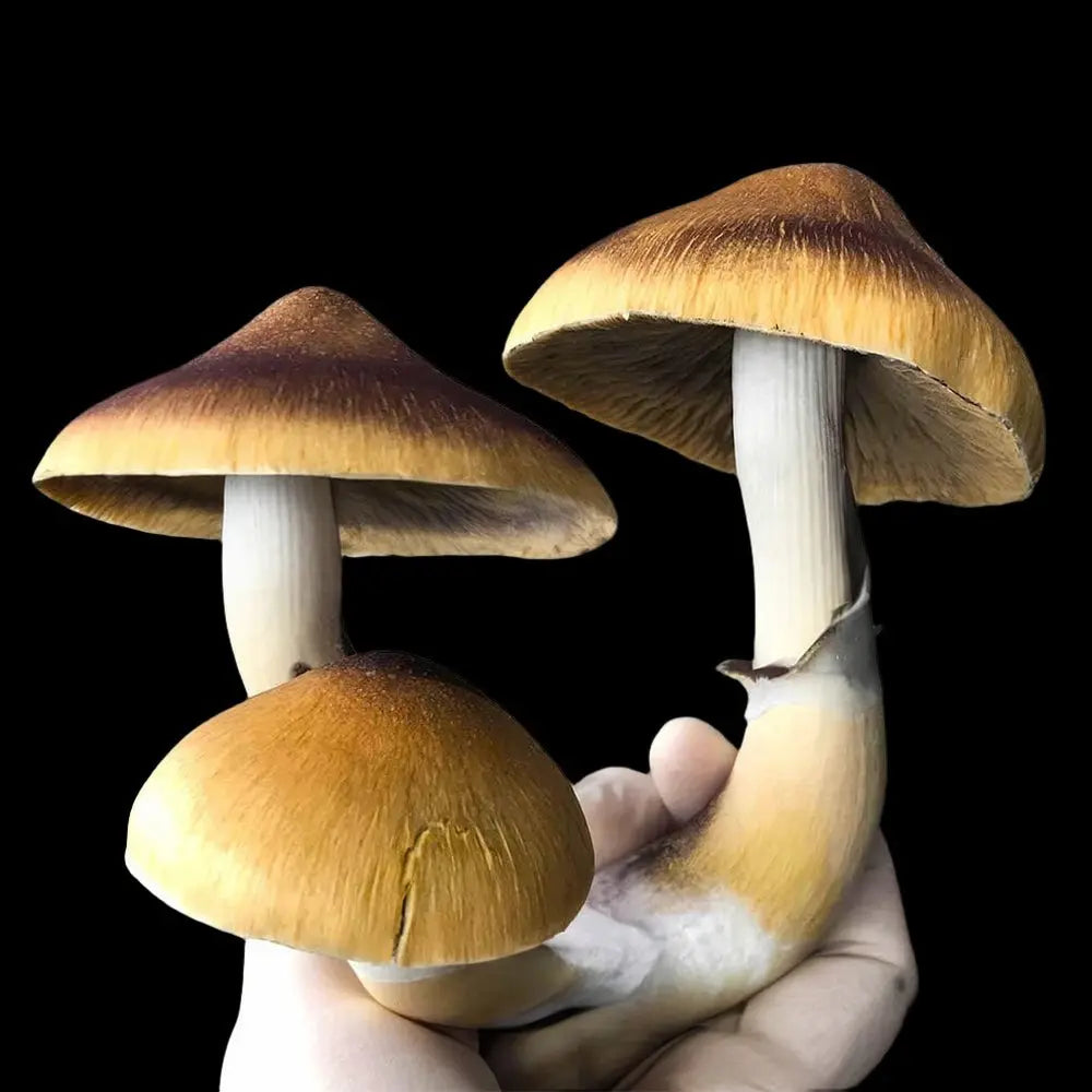 Jedi Mind F*ck Mushroom. Mycotopia