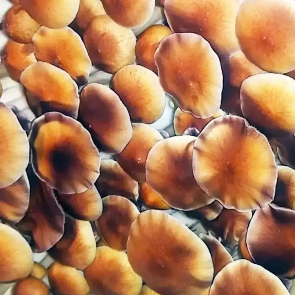 Jedi Master Mycotopia