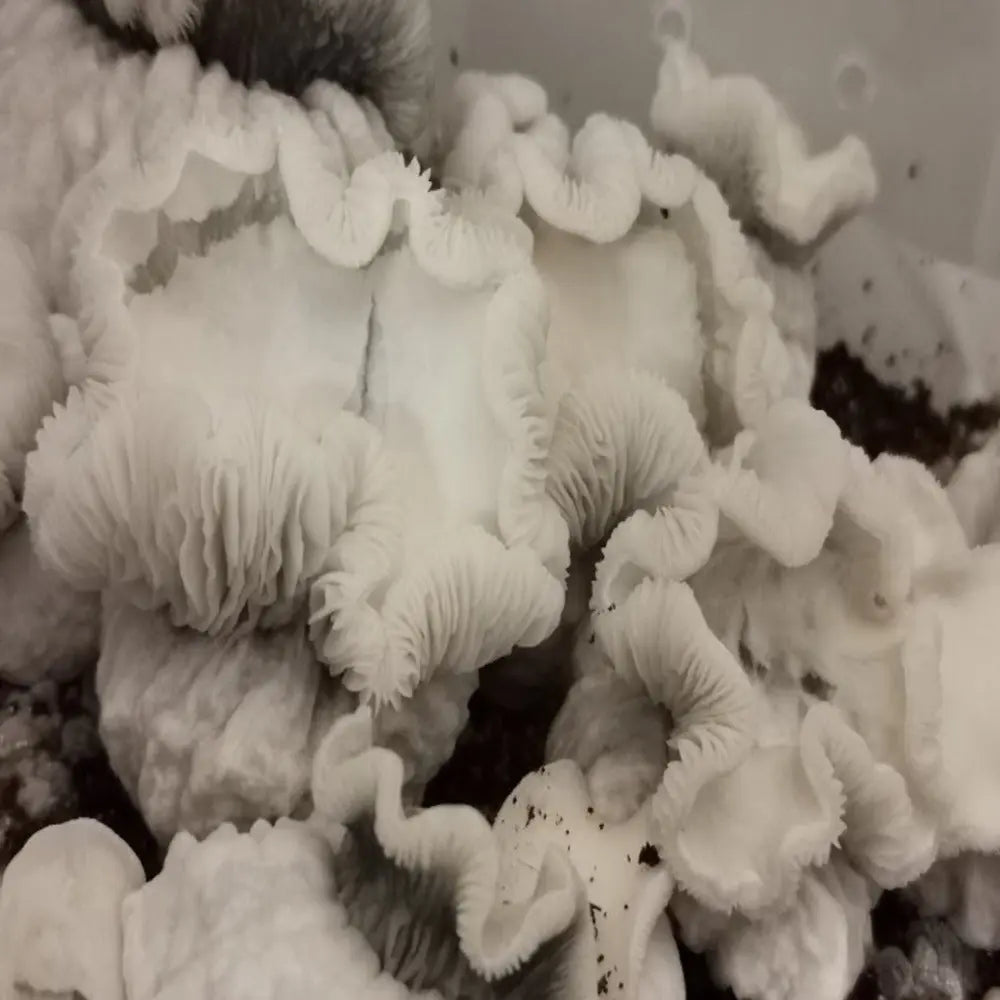 KSAT Mushroom. Mycotopia