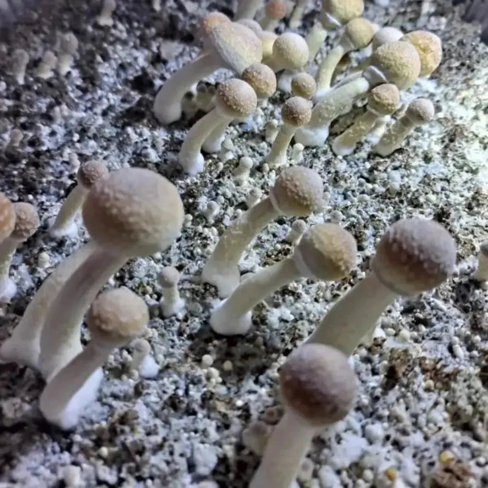 KSS cross with LGT Mushroom. Mycotopia