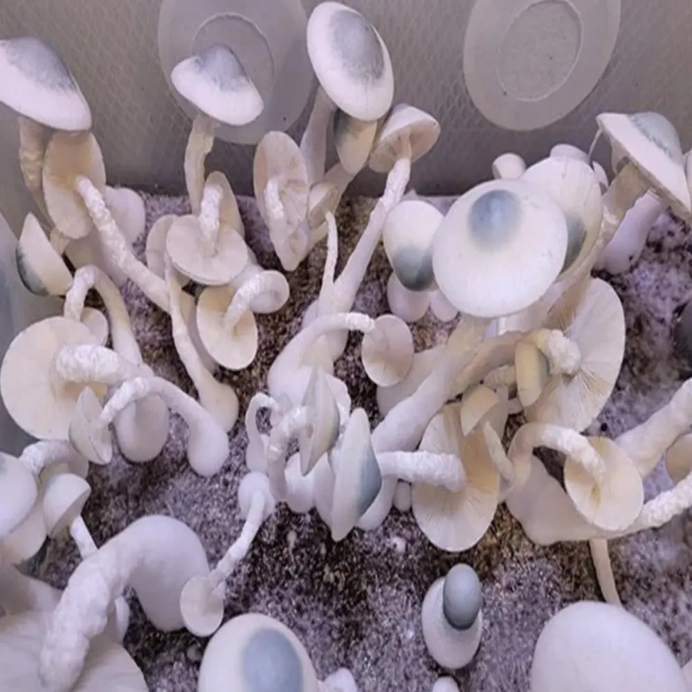 Kilor APE Mushroom. Mycotopia