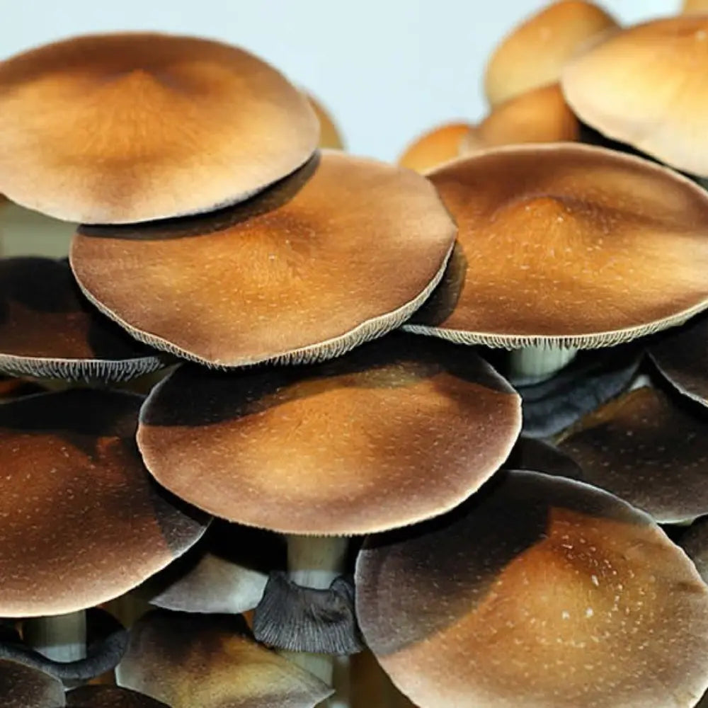 Koh Samui Classic Mushroom Mycotopia