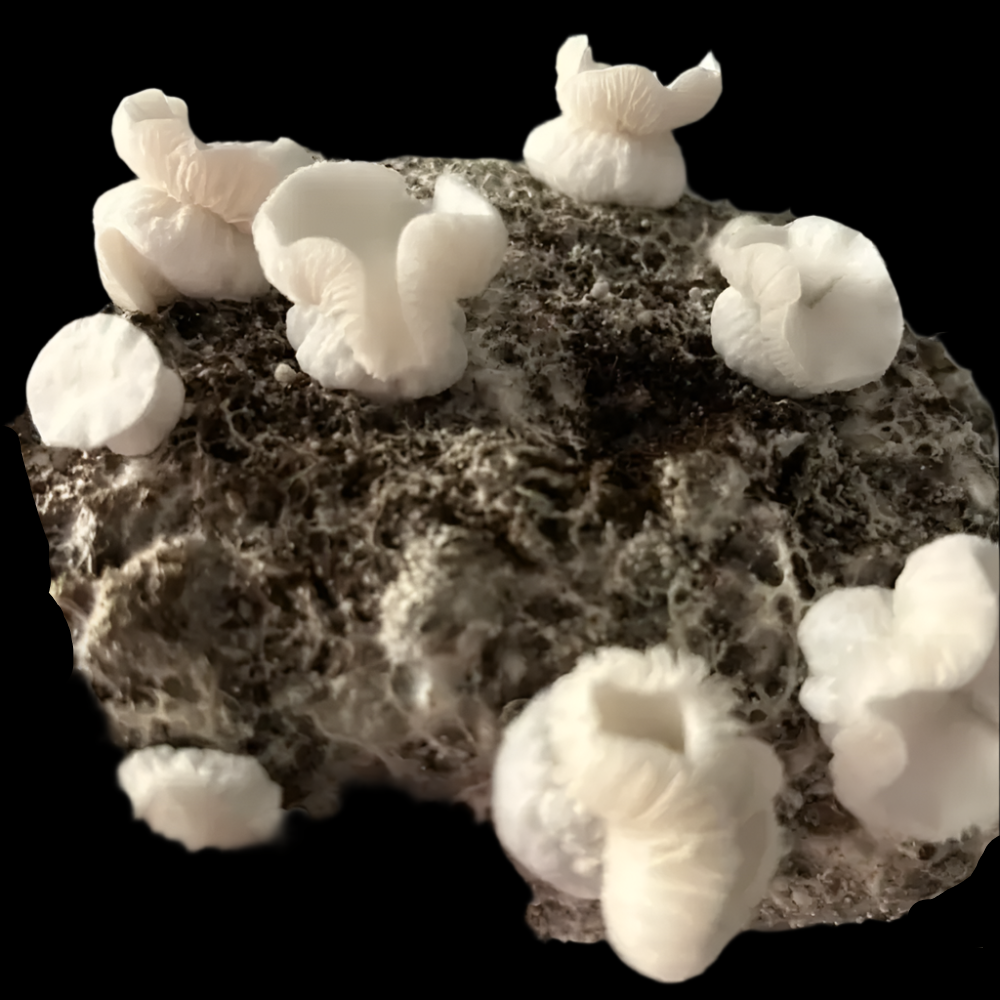 L.A.S.S. Mushroom. Mycotopia