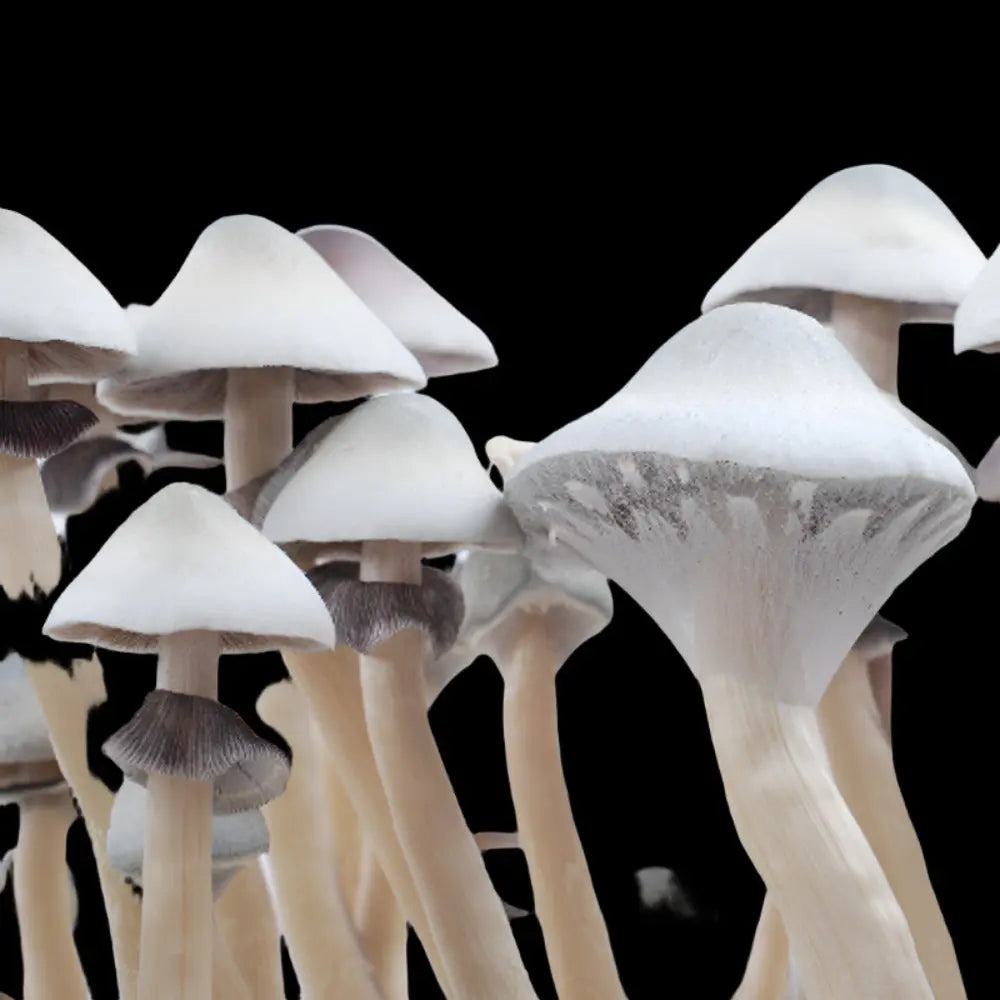 Leucistic Treasure Coast Mushroom Mycotopia