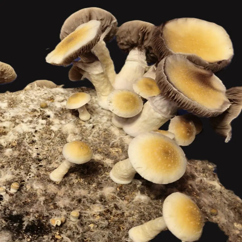 Lamellae Majora Mycotopia