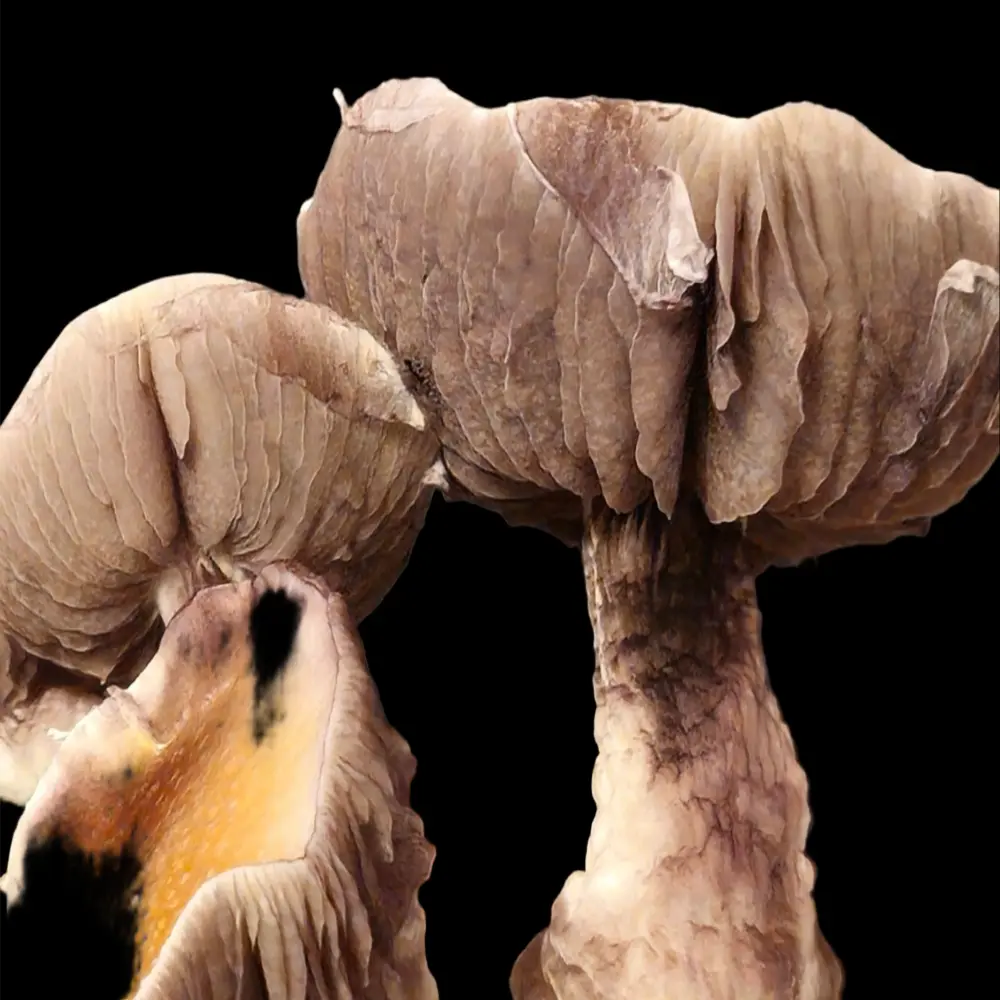 Lamellae Majora Mycotopia