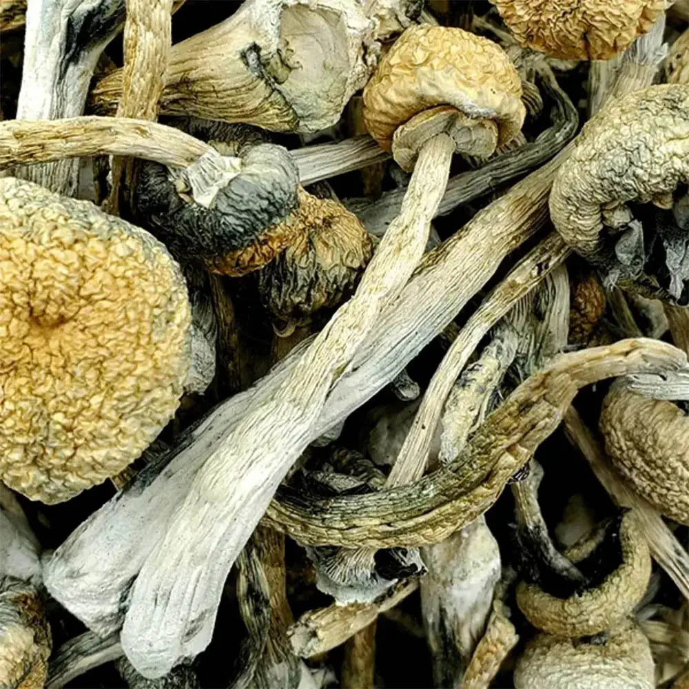 Leucistic Burma Mushroom Mycotopia