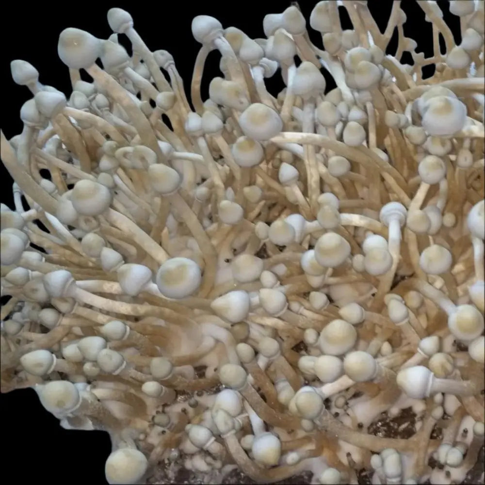 Leucistic Palenque Mushroom Mycotopia