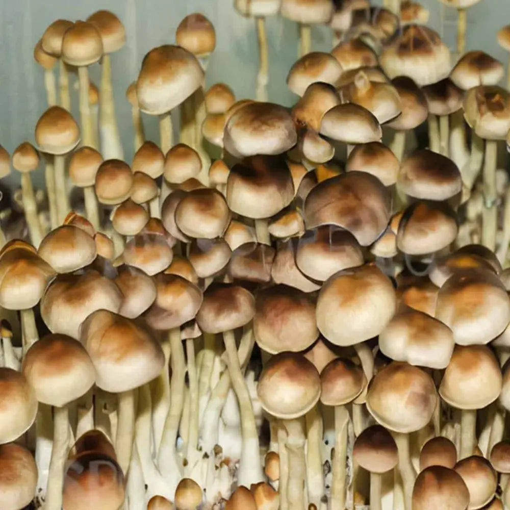 Lizard King Mushroom. Mycotopia