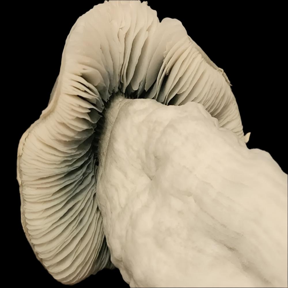 Long Yeti. Mycotopia