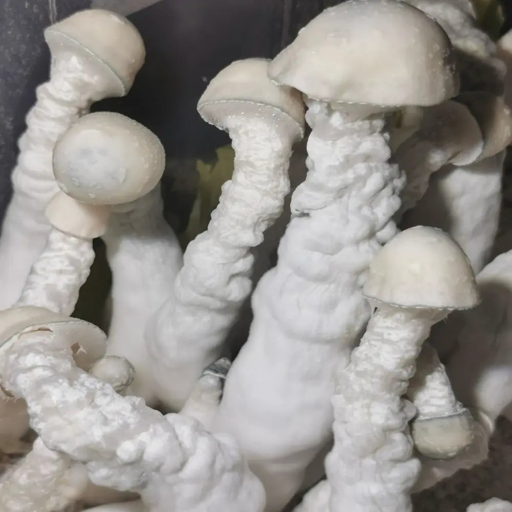 Lucid Gates Mushroom. Mycotopia