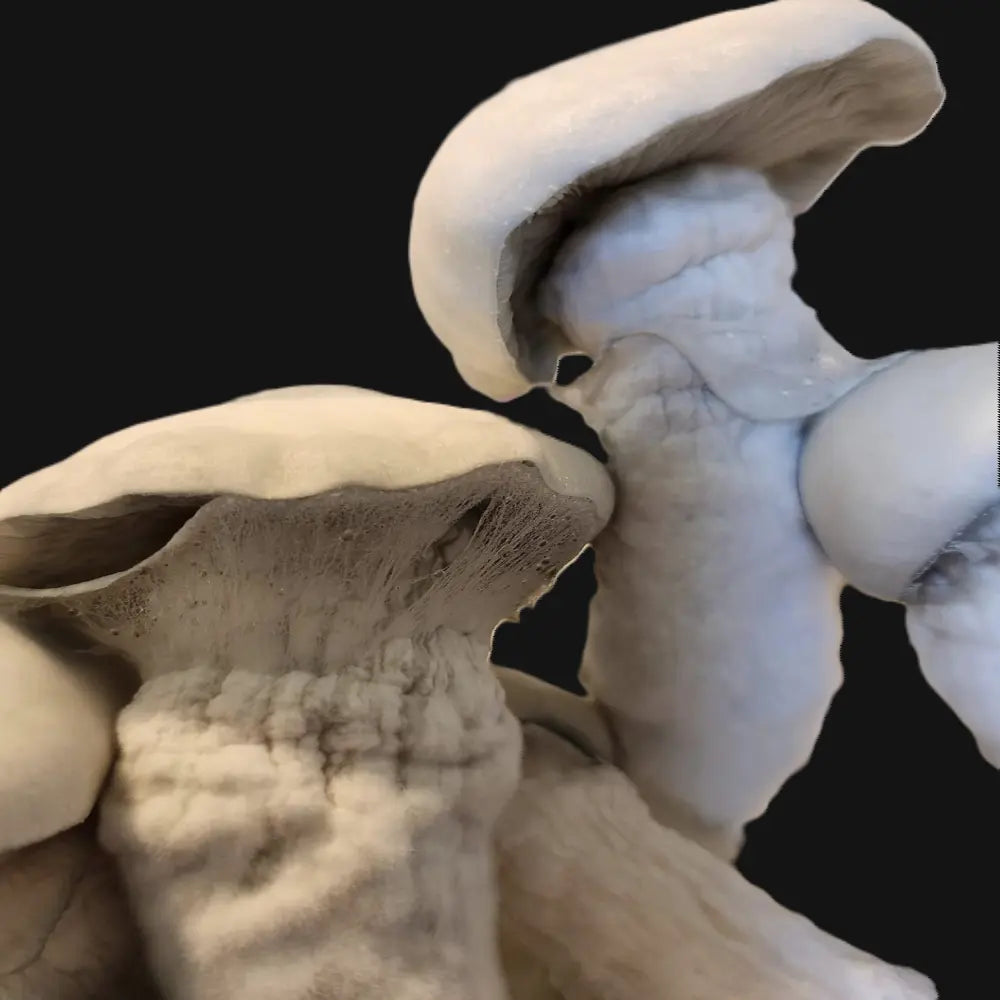 Lucid Gates Mushroom. Mycotopia