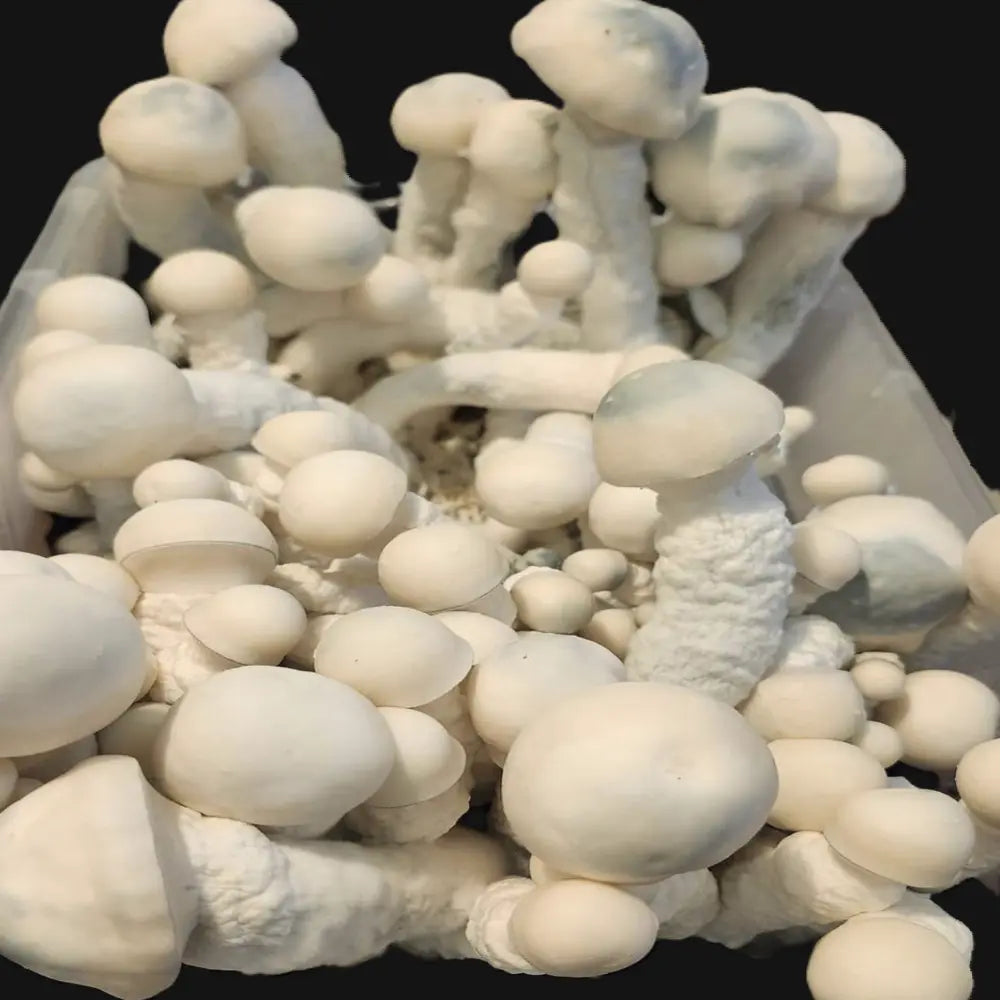 Lucid Gates Mushroom. Mycotopia