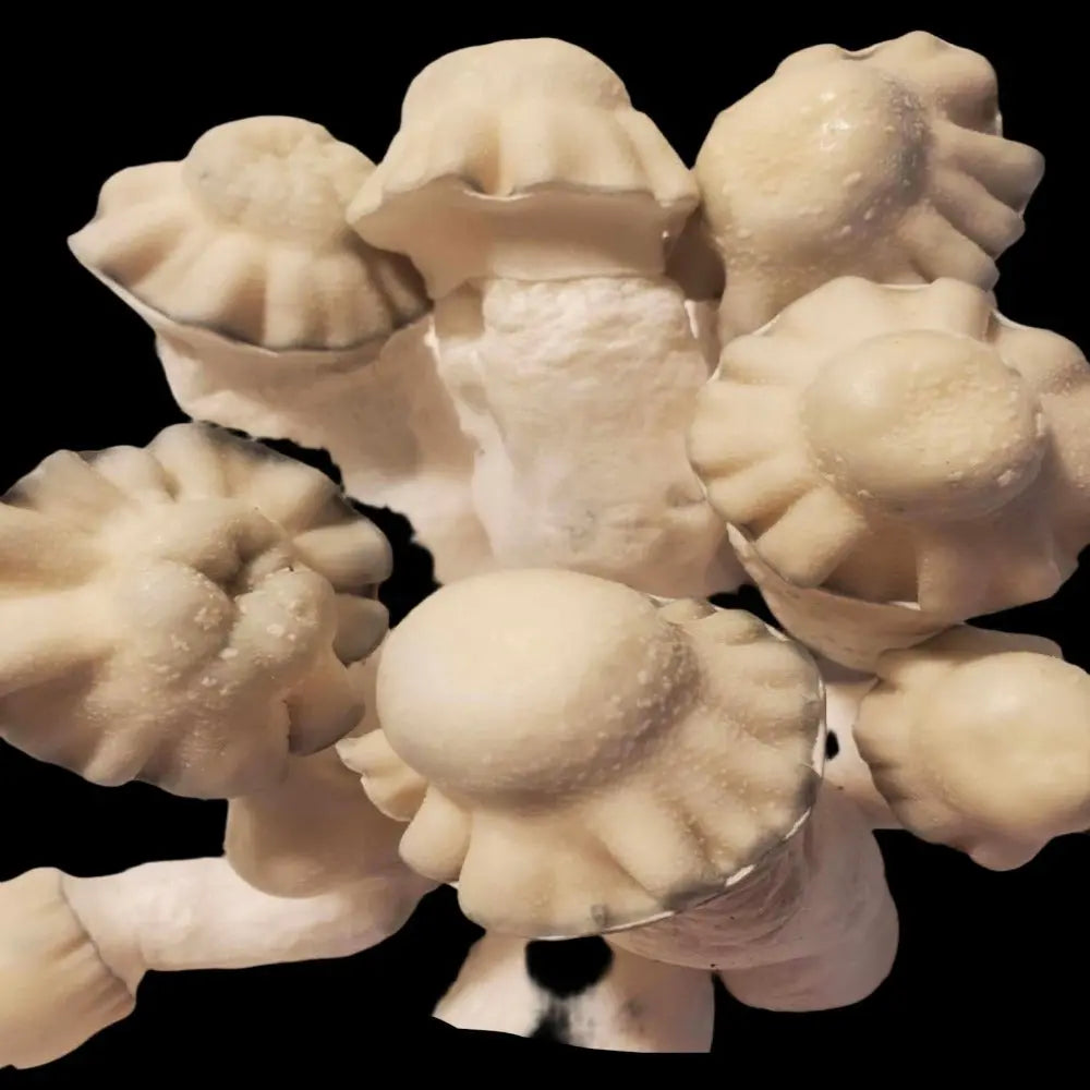 Lucid Gates Starfish Mushroon. Mycotopia