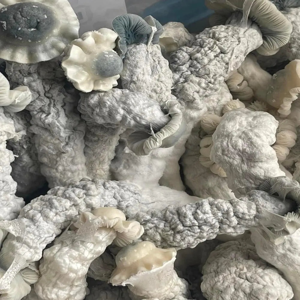 Lucid Gates Mushroom. Mycotopia