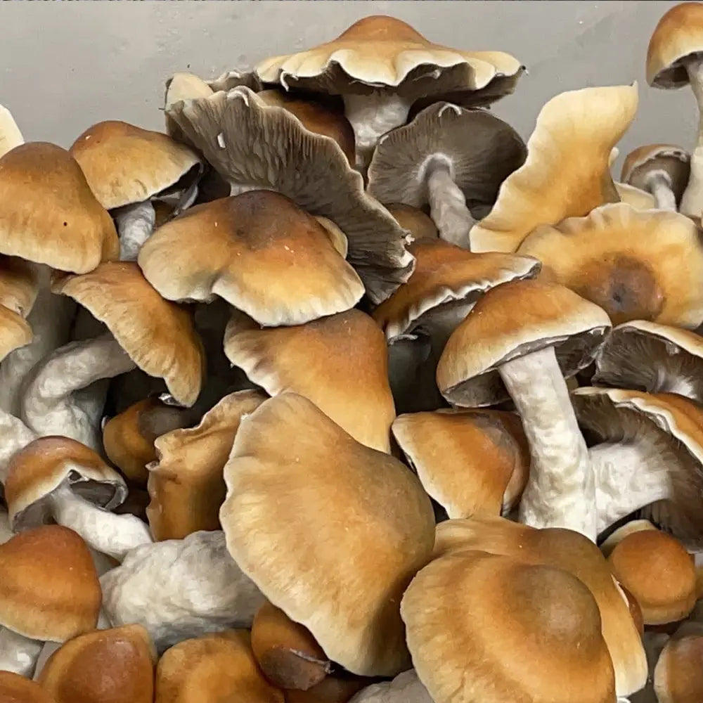 Melmak O.G. Mushroom. Mycotopia
