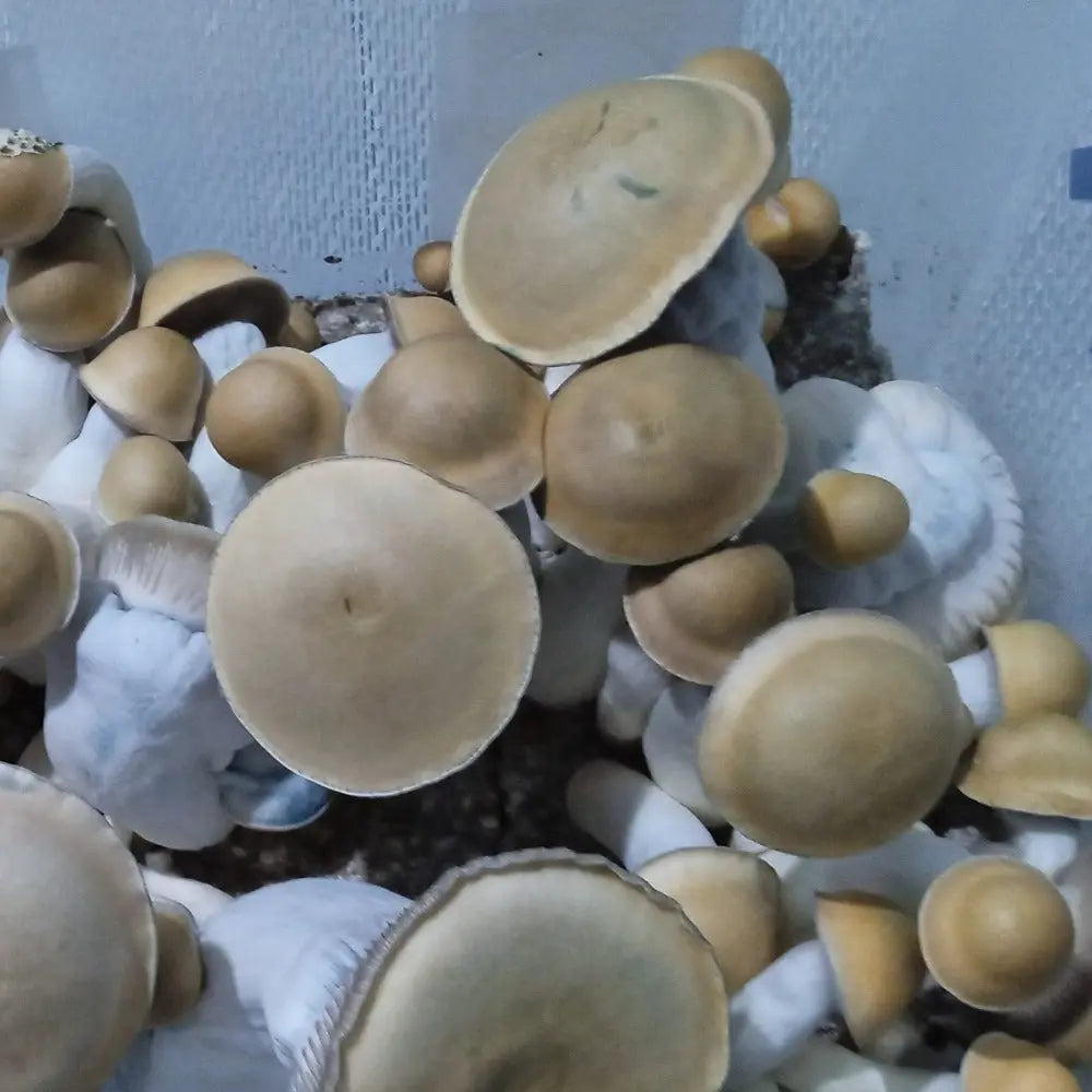 Anubis Mushroom. Mycotopia