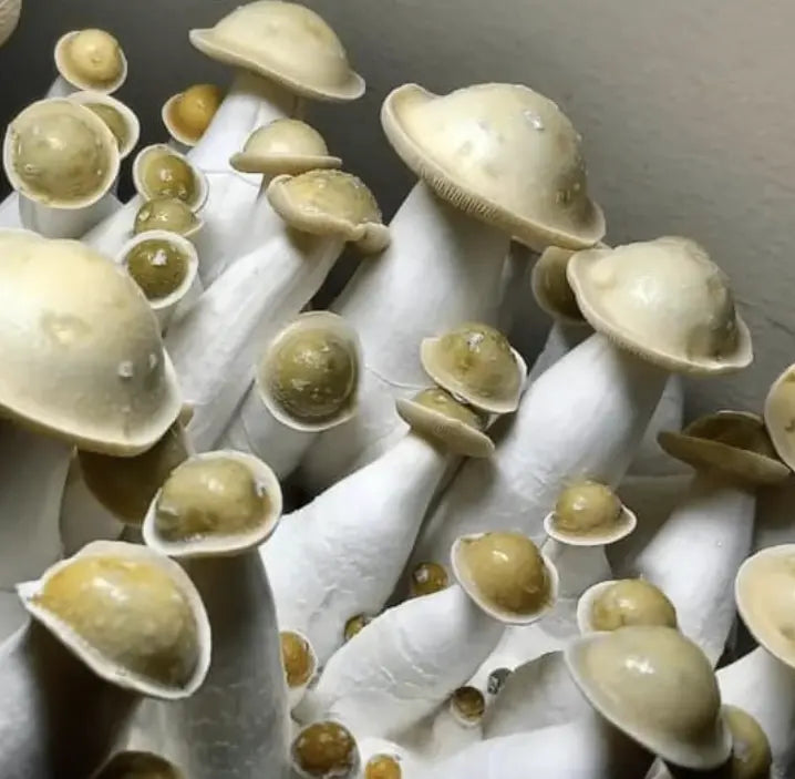 Makilla Gorilla Mushroom Mycotopia
