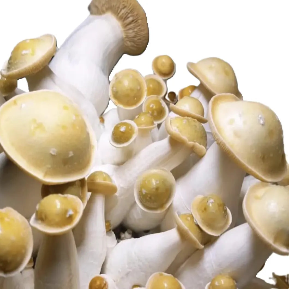 Makilla Gorilla Mushroom Mycotopia