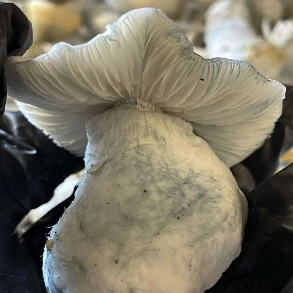 Makilla Gorilla Mushroom Mycotopia