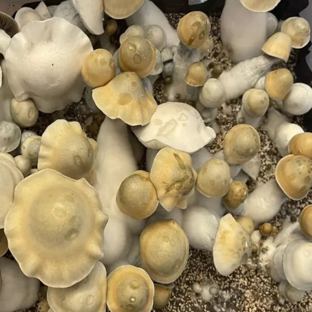 Makilla Gorilla Mushroom Mycotopia