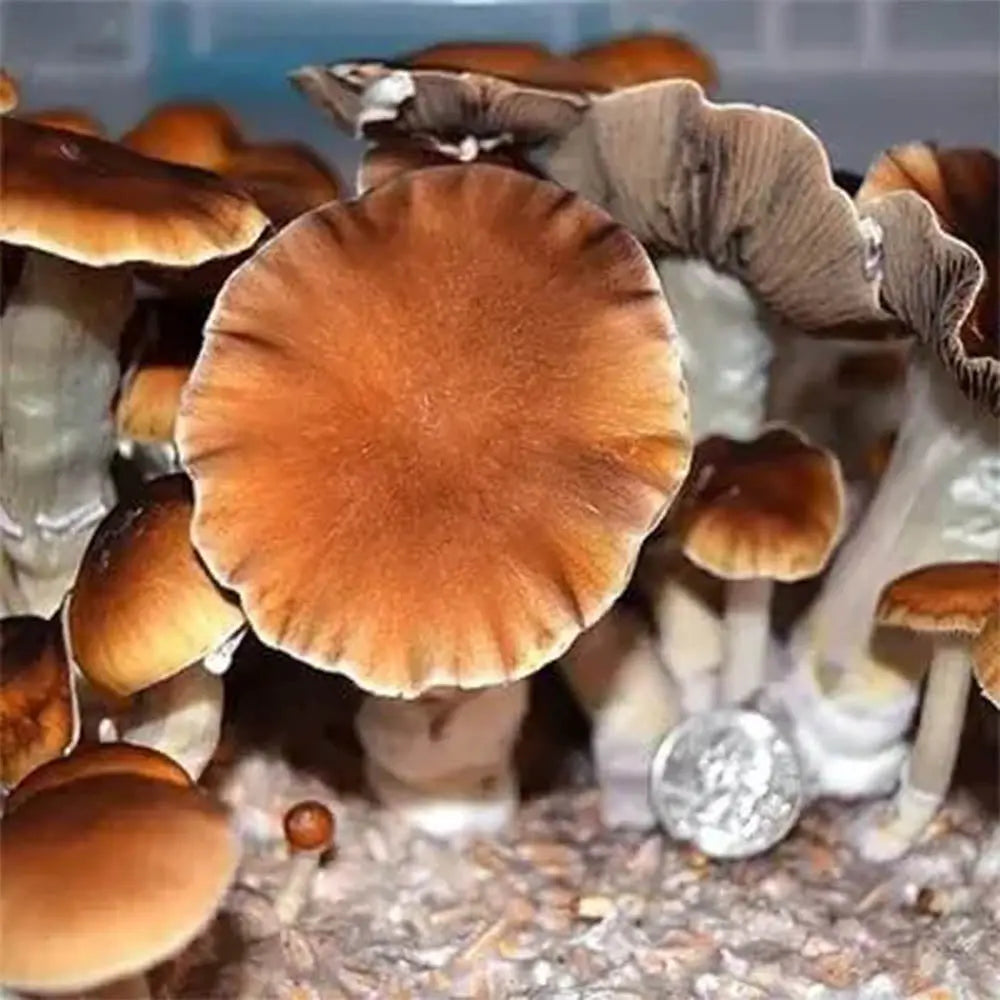Malabar Coast Mushroom Mycotopia