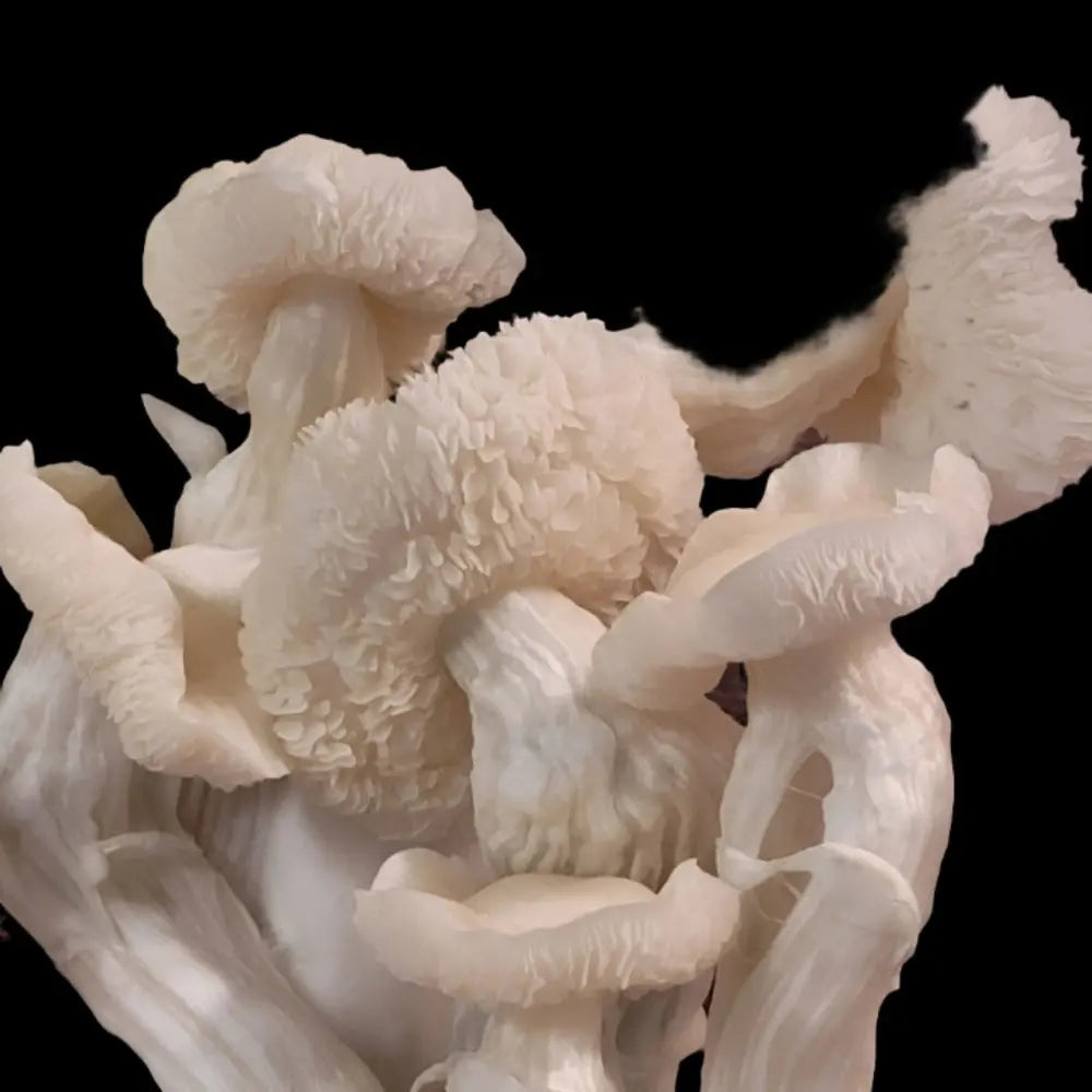 Maria Sabina Mushroom Mycotopia