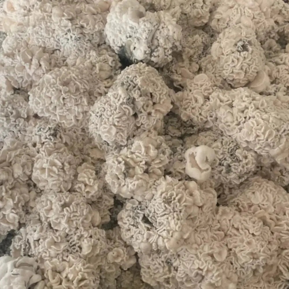 Maria Sabina Brains Mushroom. Mycotopia