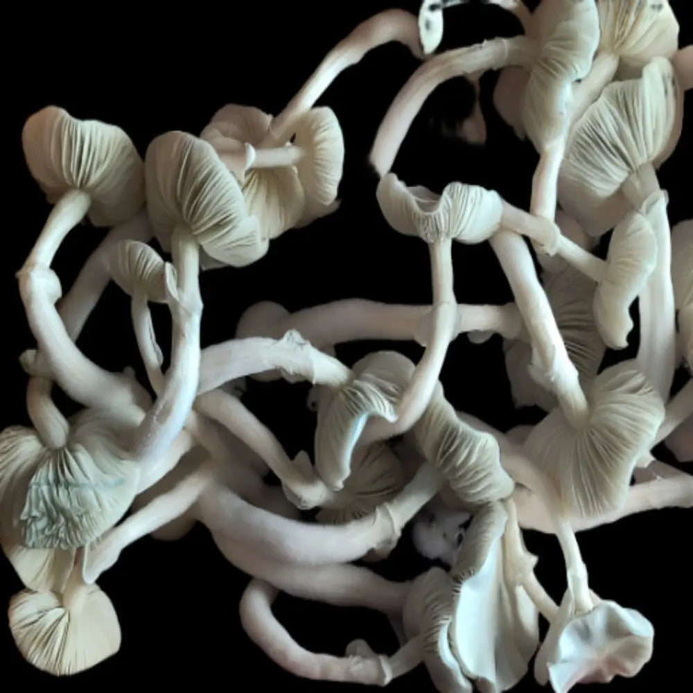 Maria Sabina Mushroom Mycotopia