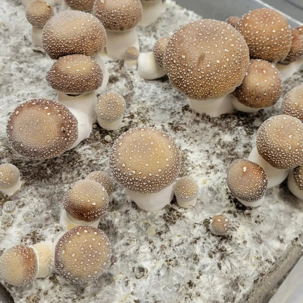 Melmak Revert Mushroom. Mycotopia