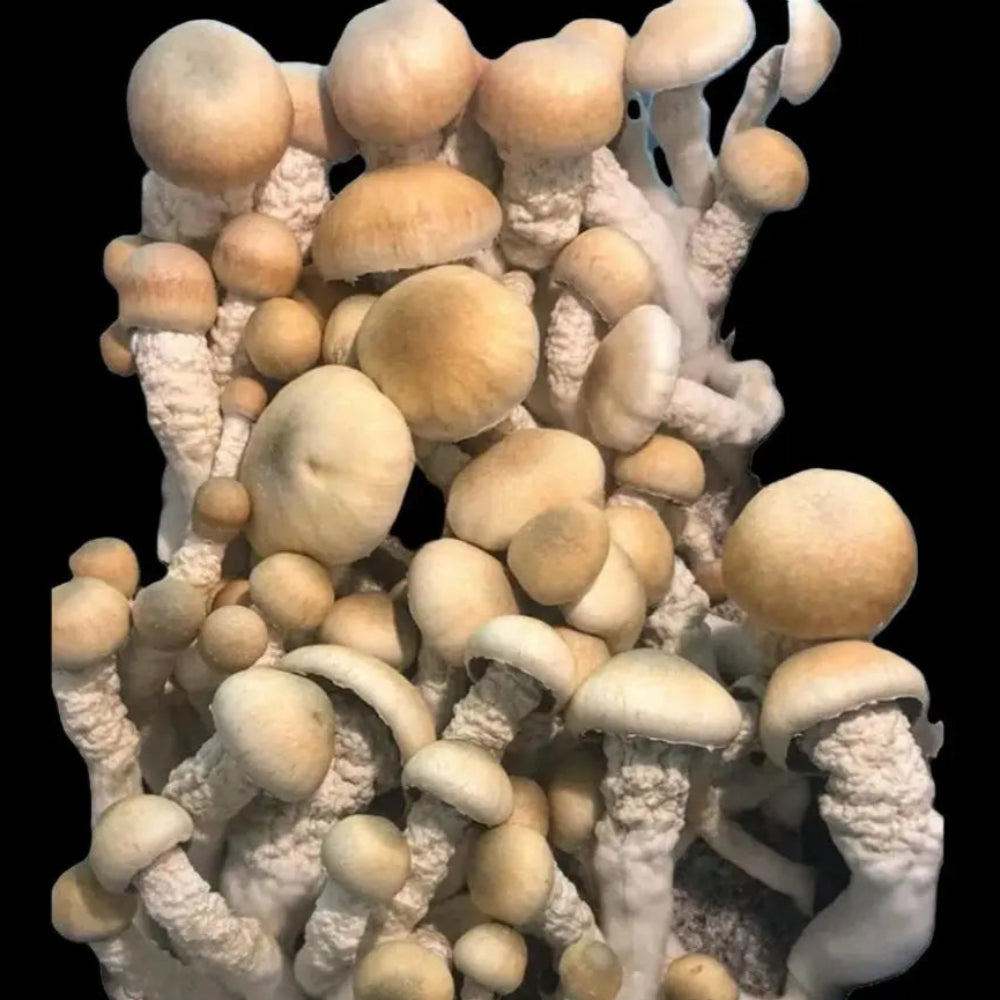 Melmak Texas Nexus Mushroom Mycotopia