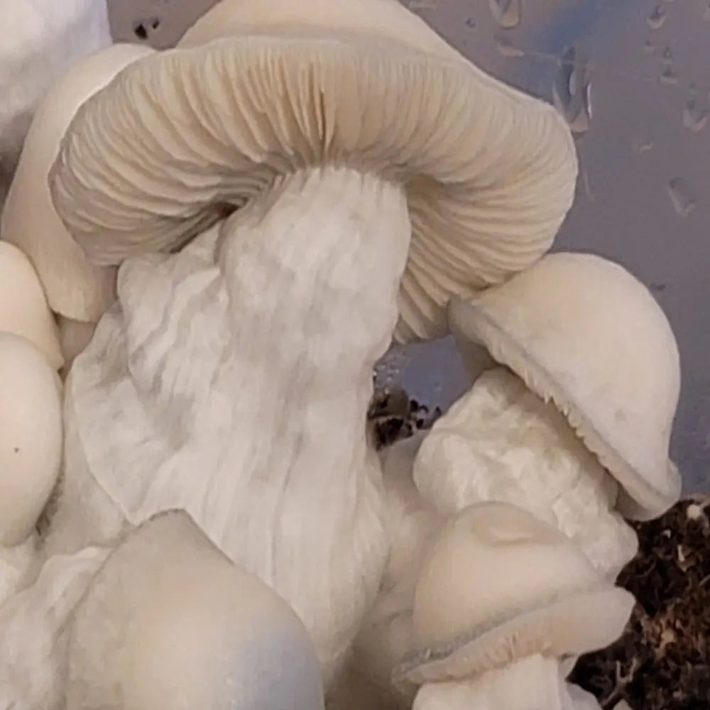 Moloko Velocet Mycotopia