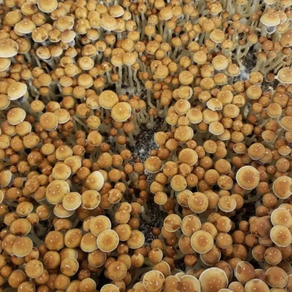 Hillbilly cross with Menace. Mycotopia