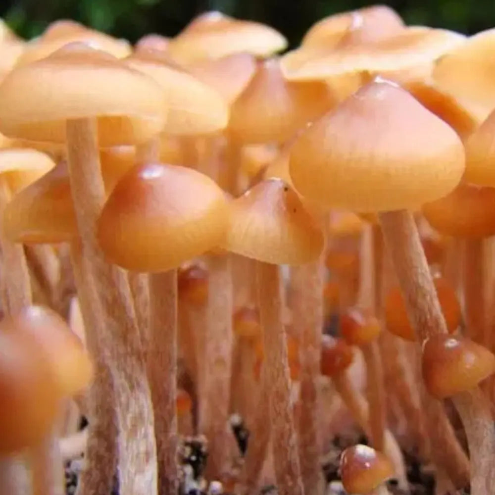 Mexicana Strain A Mushroom Mycotopia