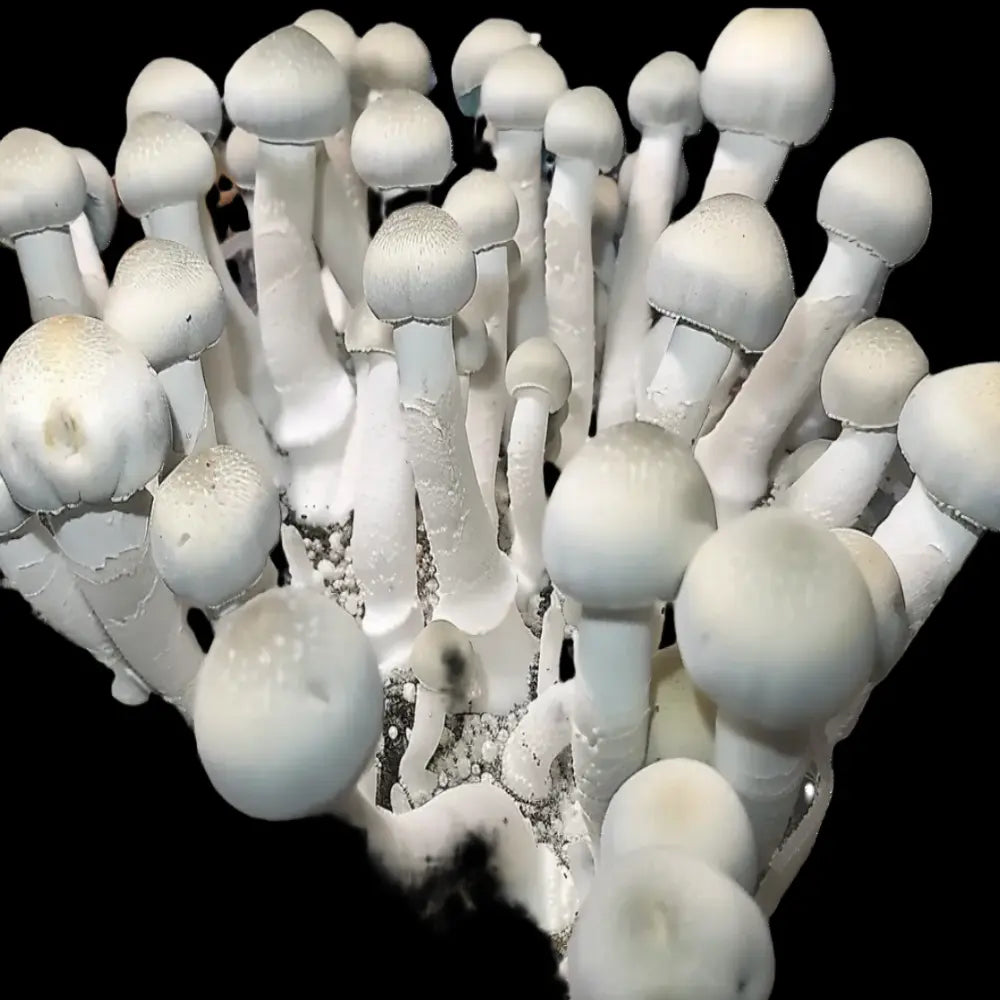 Moby Dick Mushroom Mycotopia