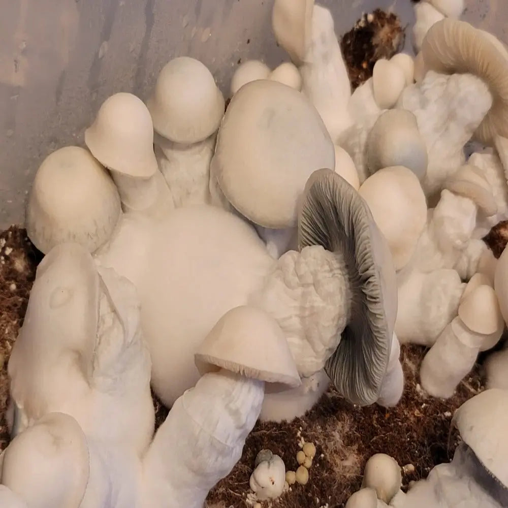 Moloko Velocet Mycotopia
