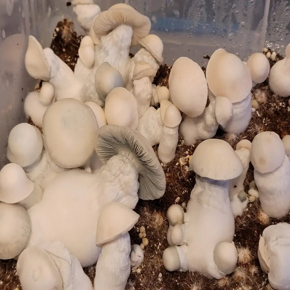 Moloko Velocet Mycotopia