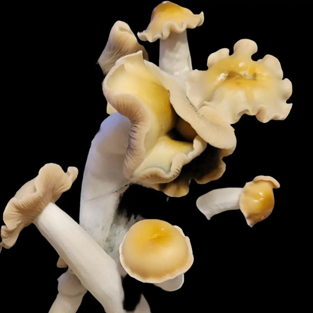 Mr. Peanut "Pale". Mycotopia